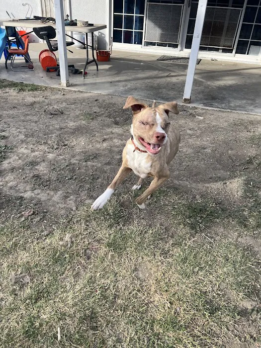 Pet Headquarters Picture 2