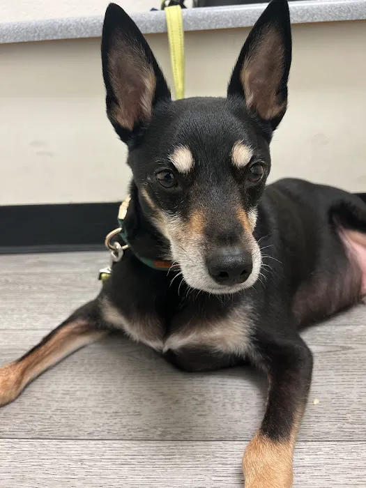 Pet Headquarters Picture 6