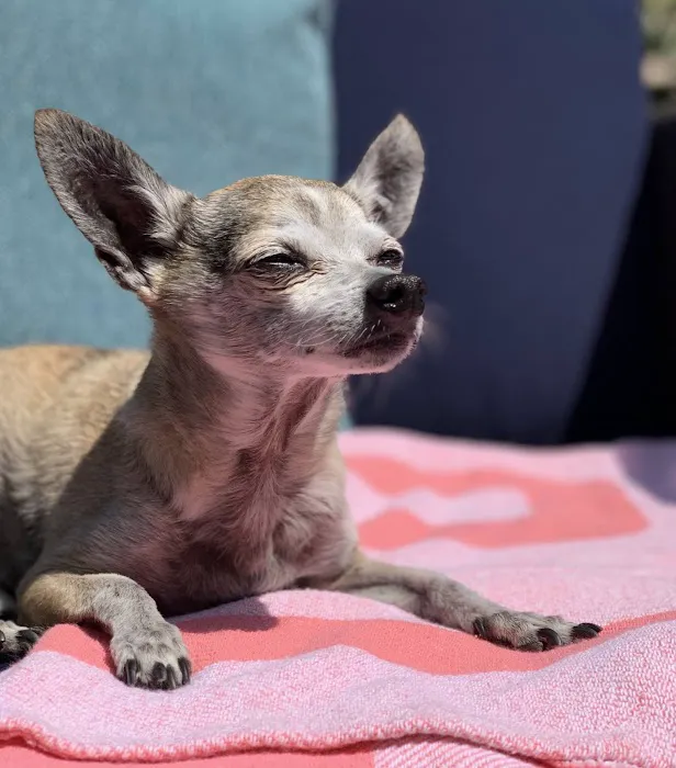 Pet Headquarters Picture 5