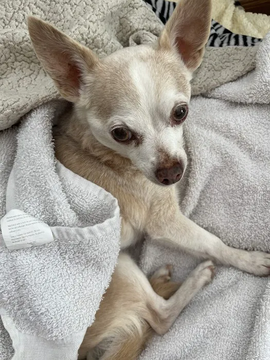 Pet Headquarters Picture 3