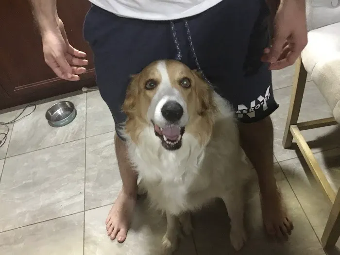 Pet Headquarters Picture 4