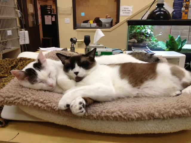 Arroyo Vista Veterinary Hospital Picture 1