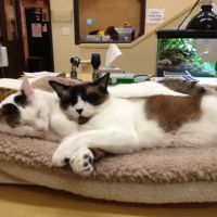 Arroyo Vista Veterinary Hospital ico