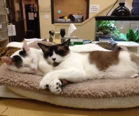 Arroyo Vista Veterinary Hospital