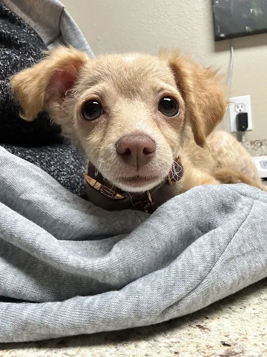 Arroyo Vista Veterinary Hospital Picture 2