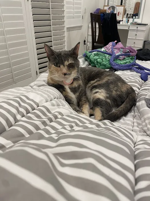 Arroyo Vista Veterinary Hospital Picture 3