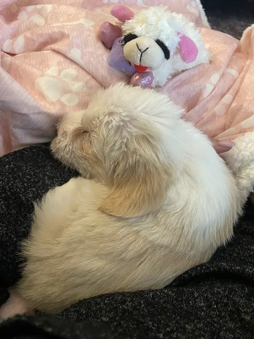 Arroyo Vista Veterinary Hospital Picture 4