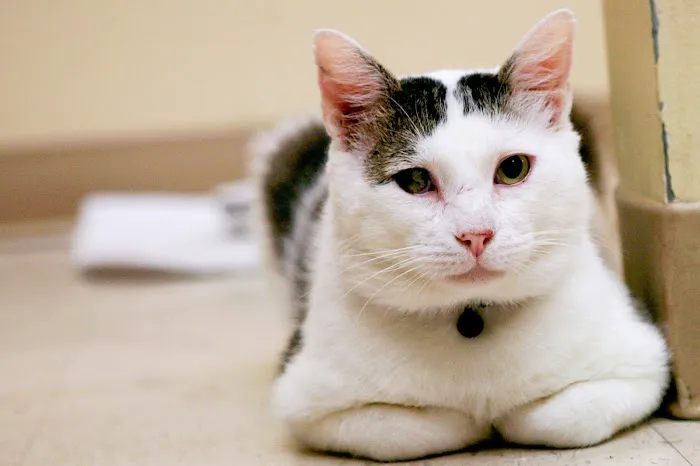 Arroyo Vista Veterinary Hospital Picture 10