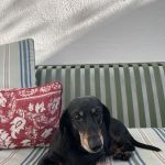 Family Mason Animal Clinic