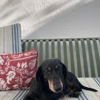 Family Mason Animal Clinic ico