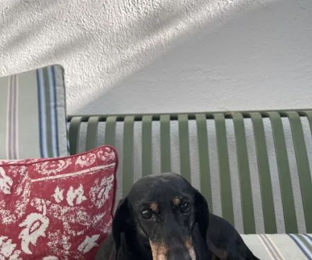 Family Mason Animal Clinic