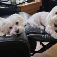 Wood Ranch Animal Hospital ico