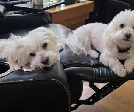 Wood Ranch Animal Hospital