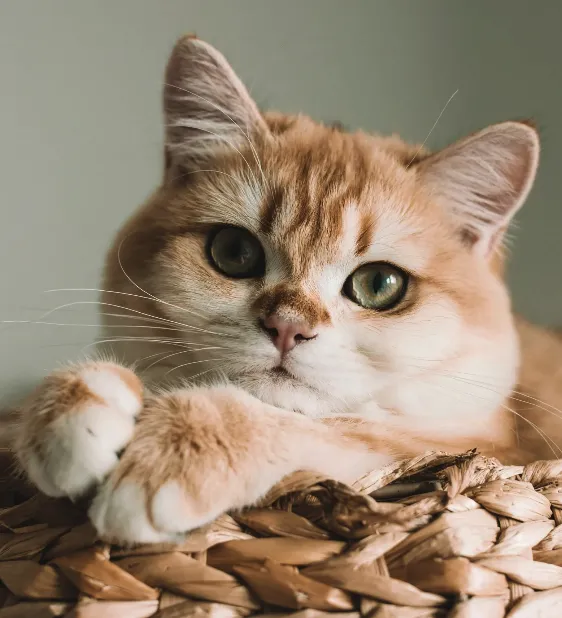 Wood Ranch Animal Hospital Picture 2