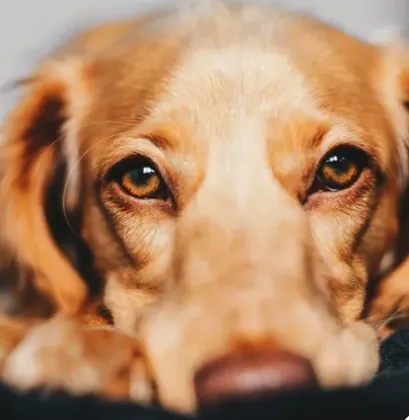 Wood Ranch Animal Hospital Picture 8