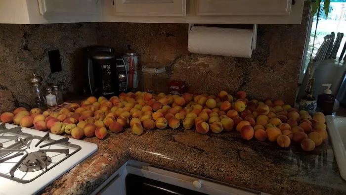 Bradley D Perdue Equine Picture 4