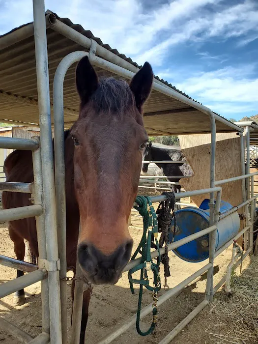 Bradley D Perdue Equine Picture 6