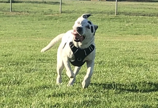 Mar Animal Hospital Picture 2