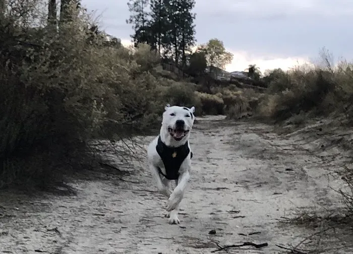 Mar Animal Hospital Picture 1