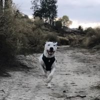 Mar Animal Hospital ico