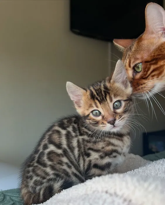 Mar Animal Hospital Picture 4