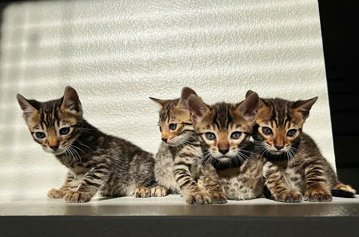 Mar Animal Hospital Picture 5