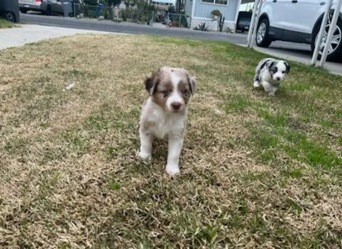 Mar Animal Hospital Picture 9