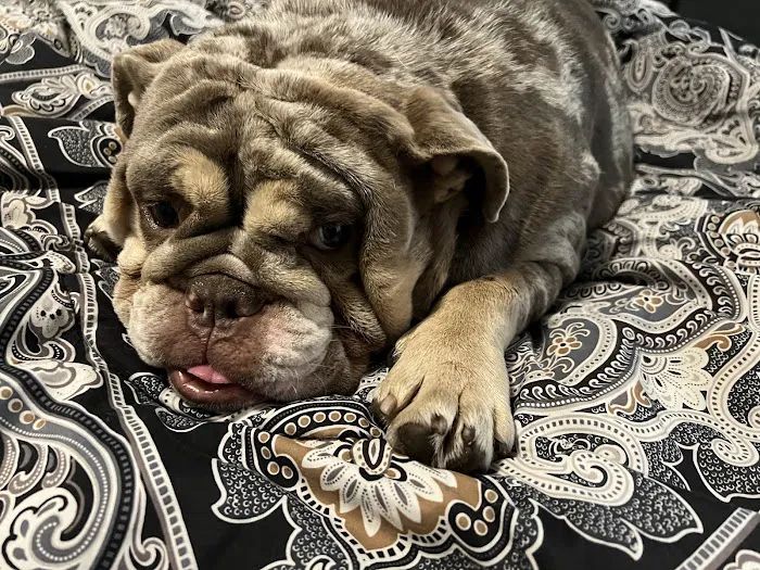 Mar Animal Hospital Picture 10