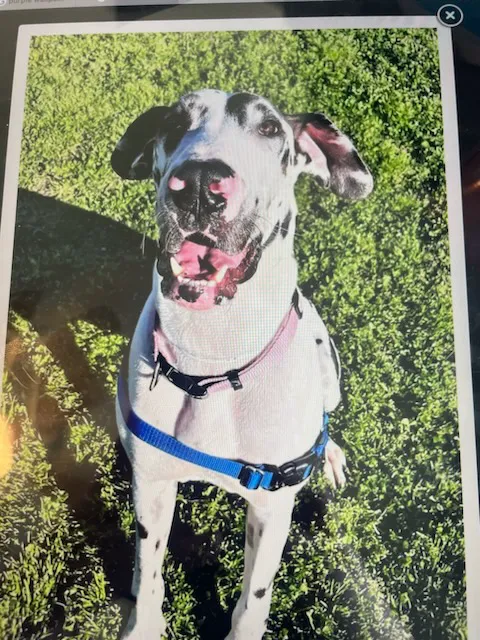 Vetco Vaccination Clinic Picture 3