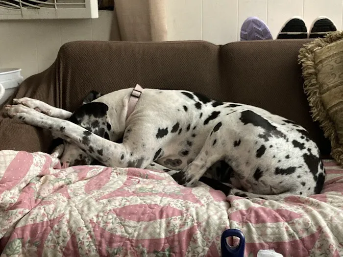 Vetco Vaccination Clinic Picture 2