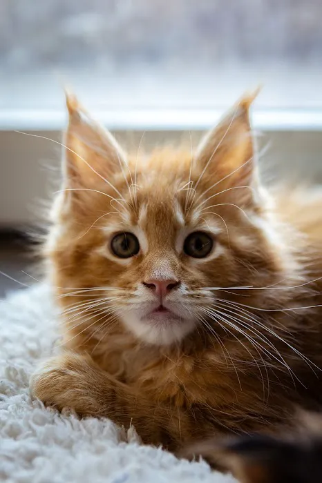 Chadwick's Maine Coons Picture 2