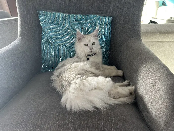 Chadwick's Maine Coons Picture 5