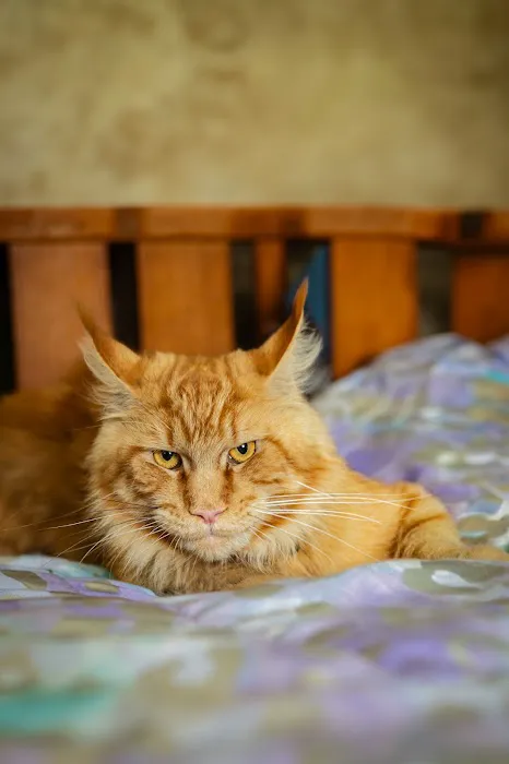 Chadwick's Maine Coons Picture 3