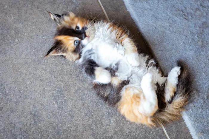 Chadwick's Maine Coons Picture 4