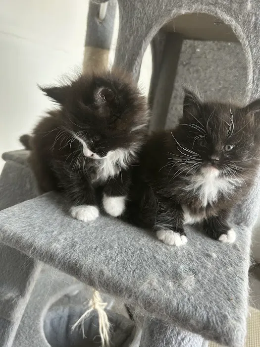 Chadwick's Maine Coons Picture 1