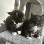 Chadwick's Maine Coons