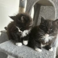 Chadwick's Maine Coons ico