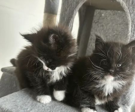 Chadwick's Maine Coons