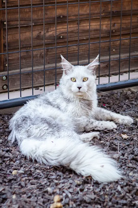 Chadwick's Maine Coons Picture 10