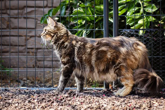 Chadwick's Maine Coons Picture 8