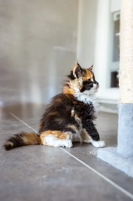 Chadwick's Maine Coons Picture 9