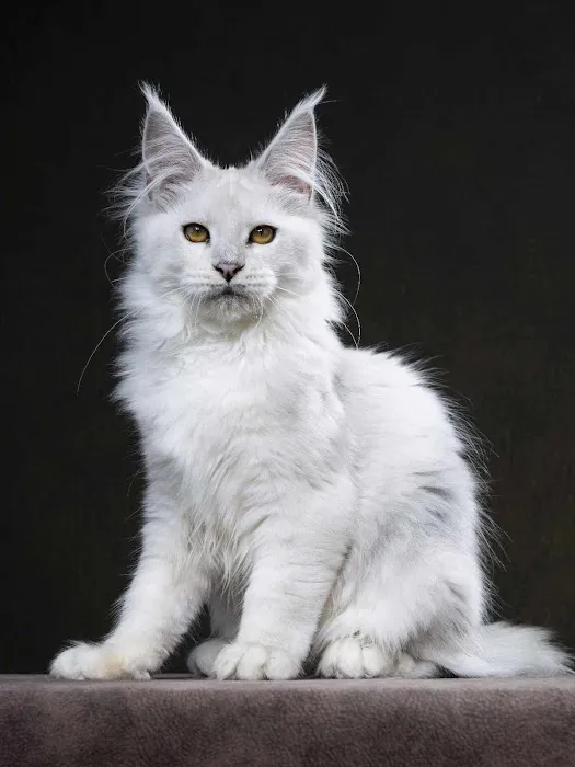 Chadwick's Maine Coons Picture 6