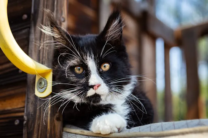 Chadwick's Maine Coons Picture 7