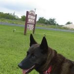 Town & Country Veterinary Hospital