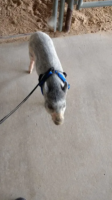 Town & Country Veterinary Hospital Picture 5