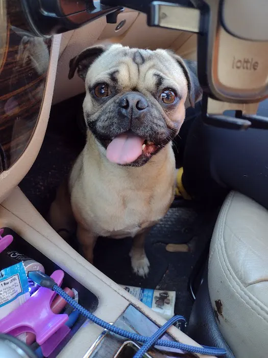 Town & Country Veterinary Hospital Picture 3