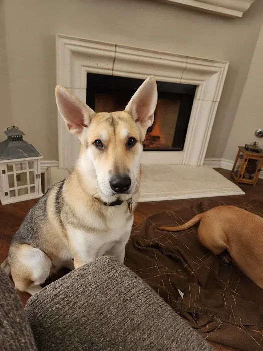 Town & Country Veterinary Hospital Picture 6