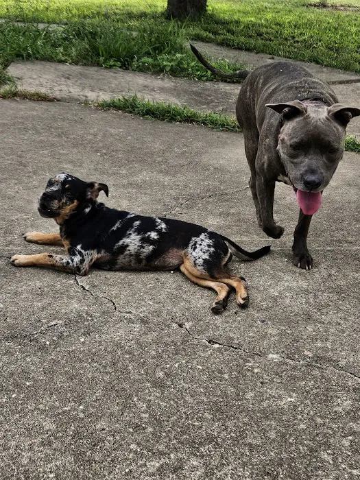 Town & Country Veterinary Hospital Picture 8