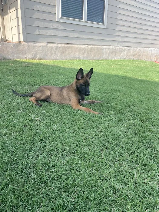 Town & Country Veterinary Hospital Picture 9