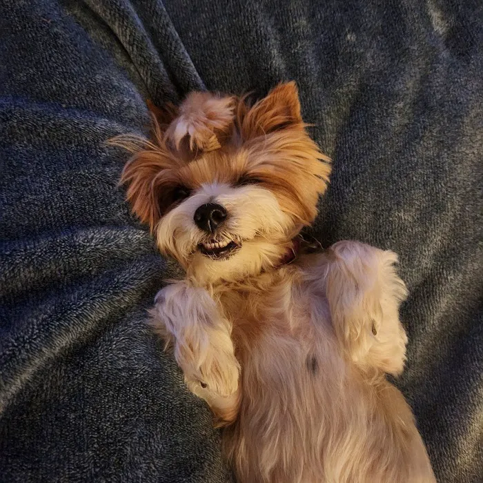 Town & Country Veterinary Hospital Picture 7